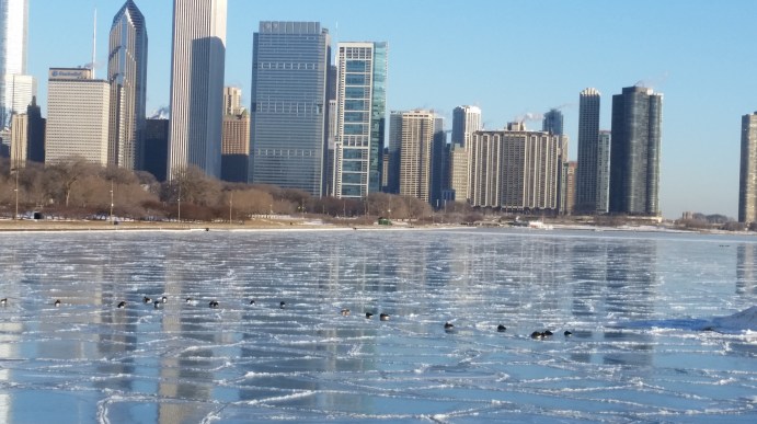 Ducks on reflected skyline